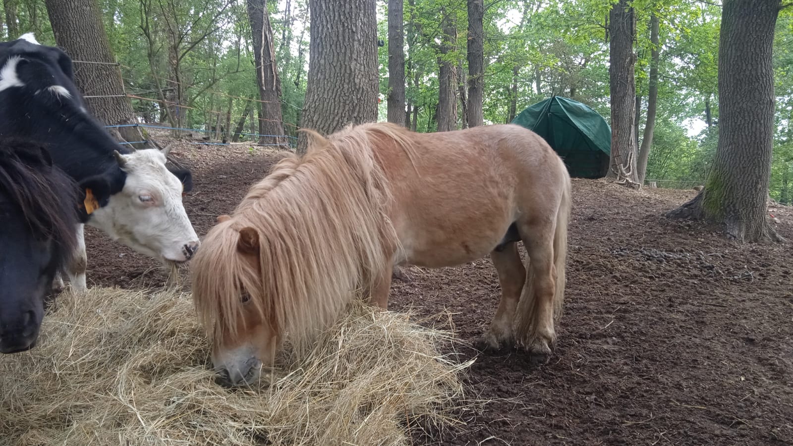 Hotel La Grange – Courmayeur – Animal Chic farm – Giro in pony Hotel La Grange - Courmayeur - Animal Chic farm - Giro in pony