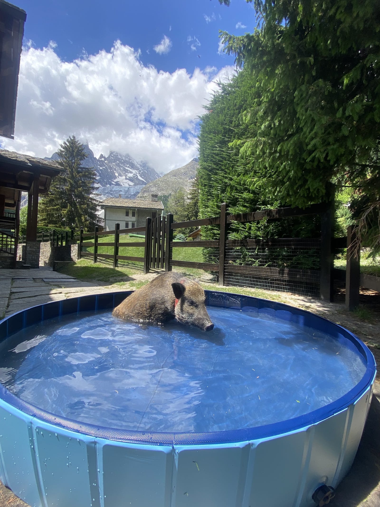 Hotel La Grange – Courmayeur – Animal Chic farm -Swimming Pig2 Hotel La Grange - Courmayeur - Animal Chic farm -Swimming Pig2
