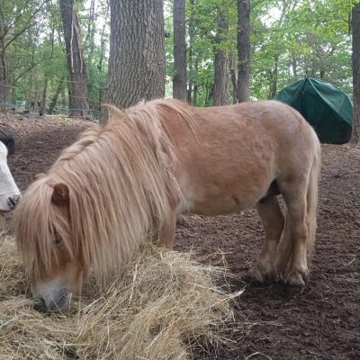 Hotel La Grange - Courmayeur - Animal Chic farm - Giro in pony